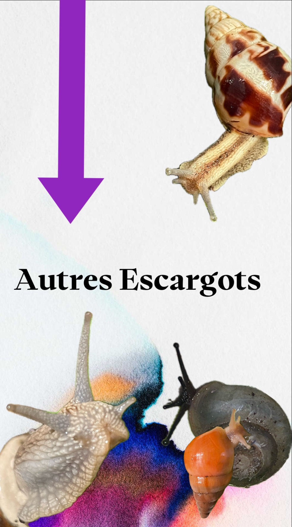 Autres Escargots