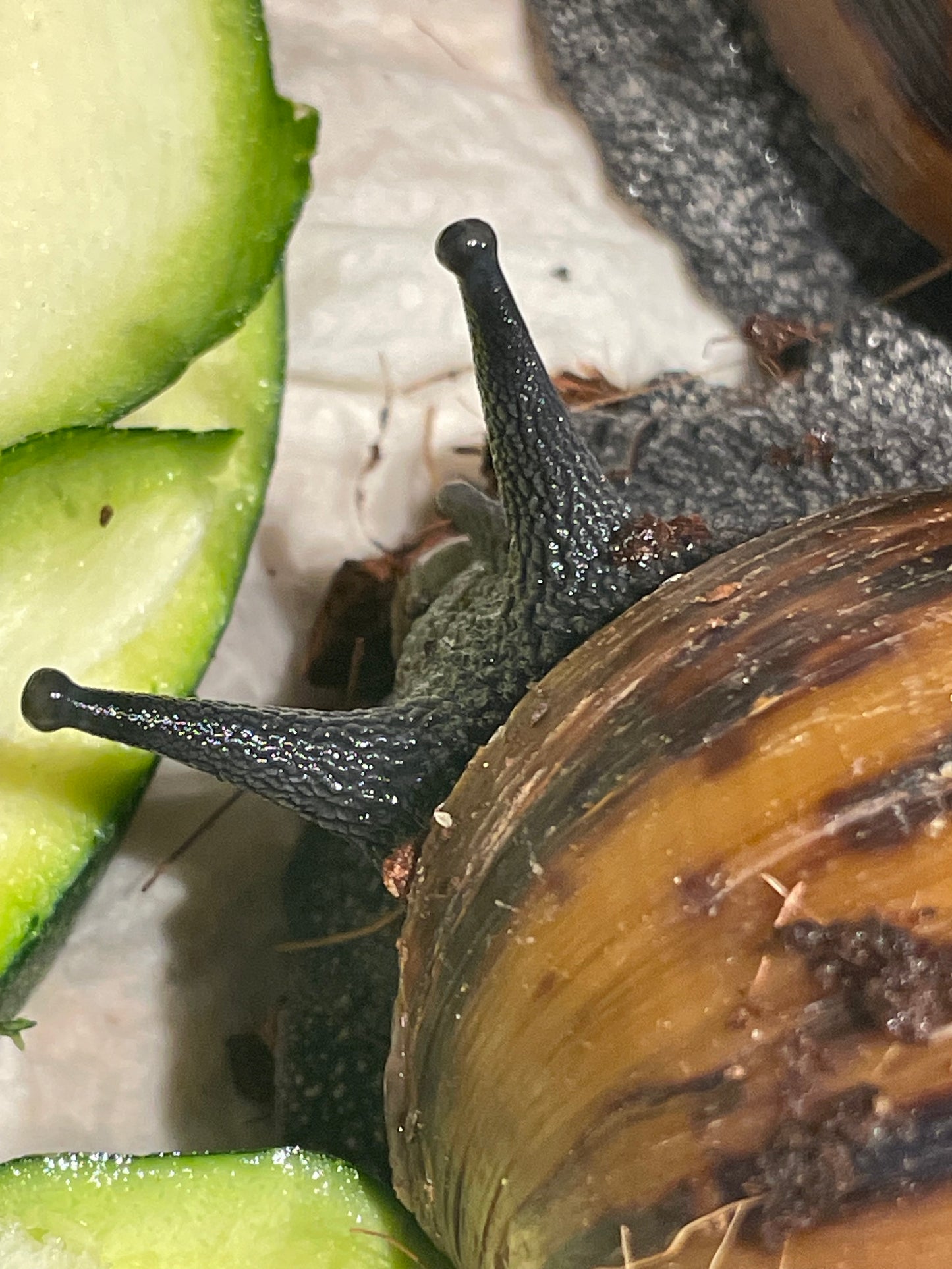 Achatina achatina "gana gana"