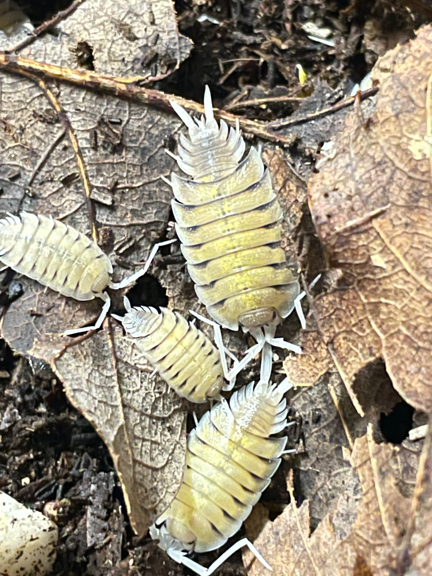 Porcellio Bolivari
