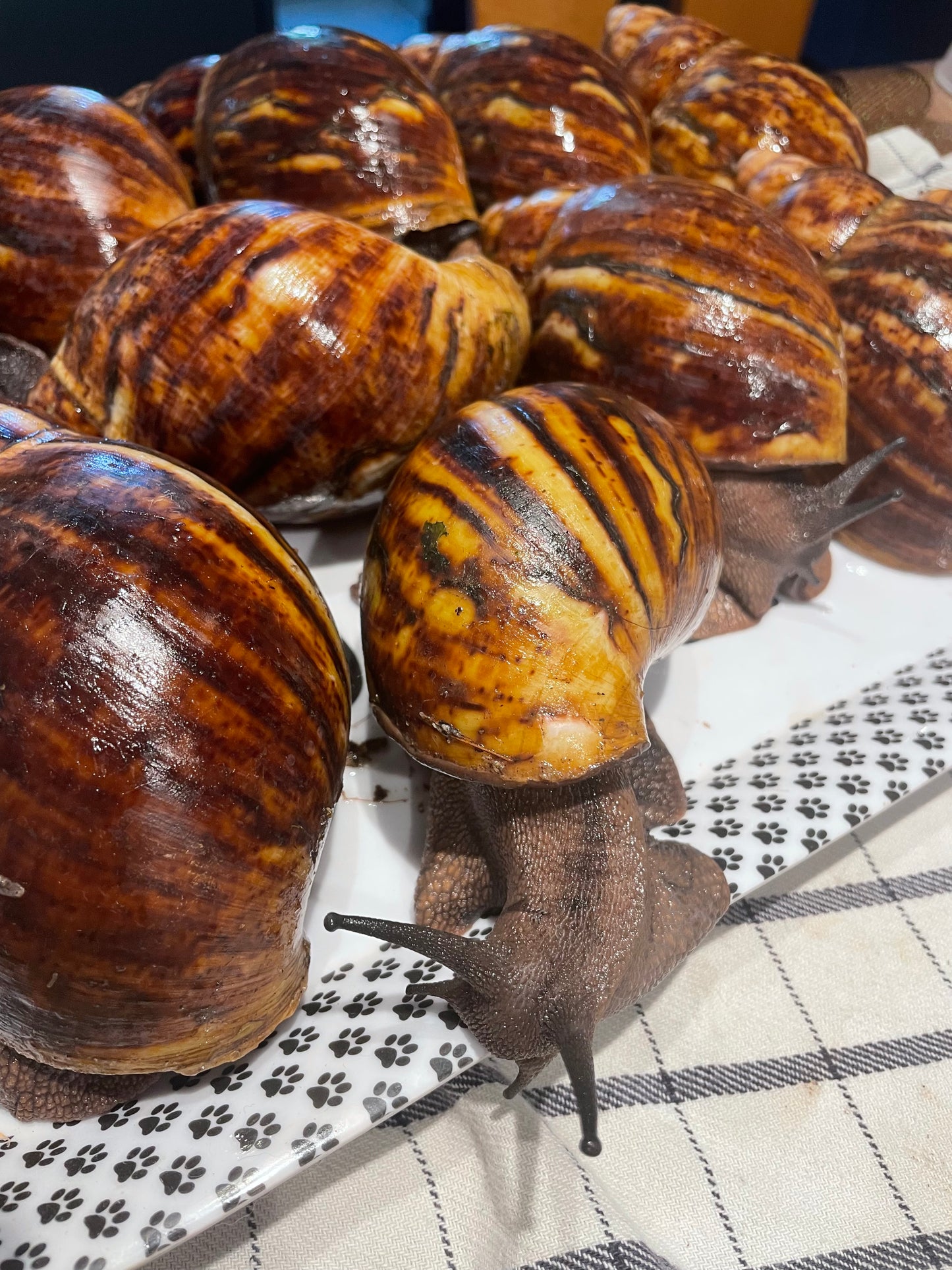 archachatina marginata ovum XL / XXL / XXX L Afrique