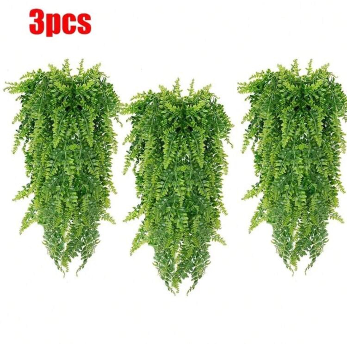 plante à suspendre polypodiopsida