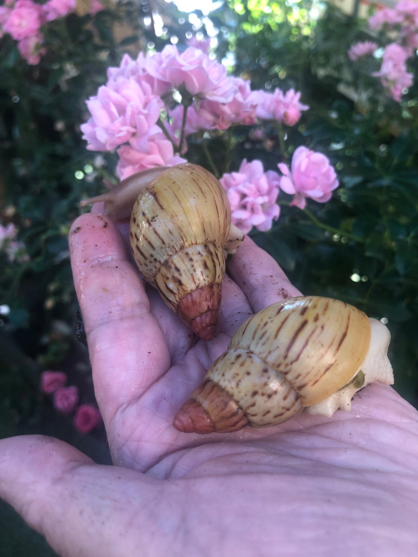 Lissachatina ireadelei zanzibar light apex rosé