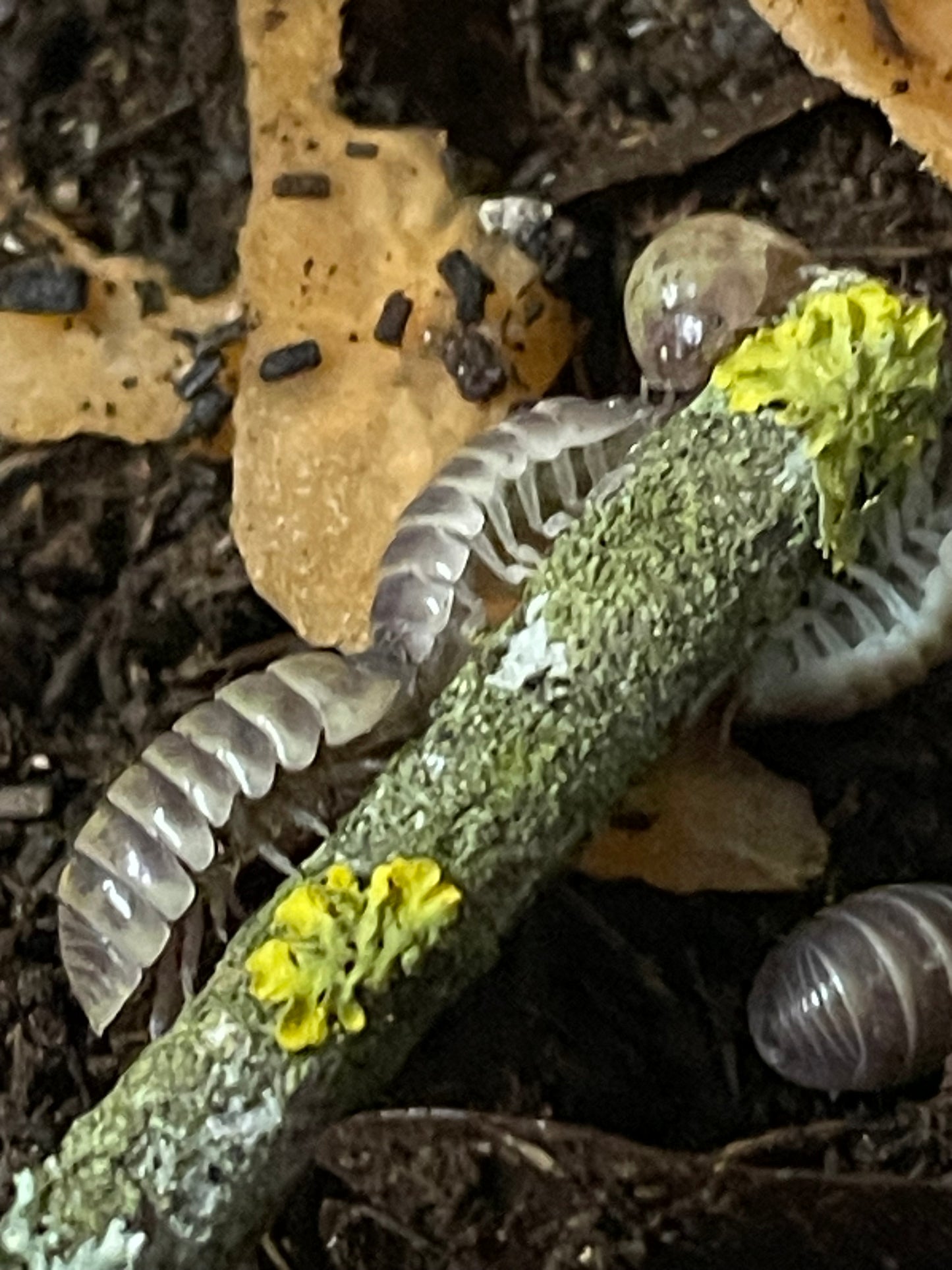 Armadilidium Badium Casteldaccia