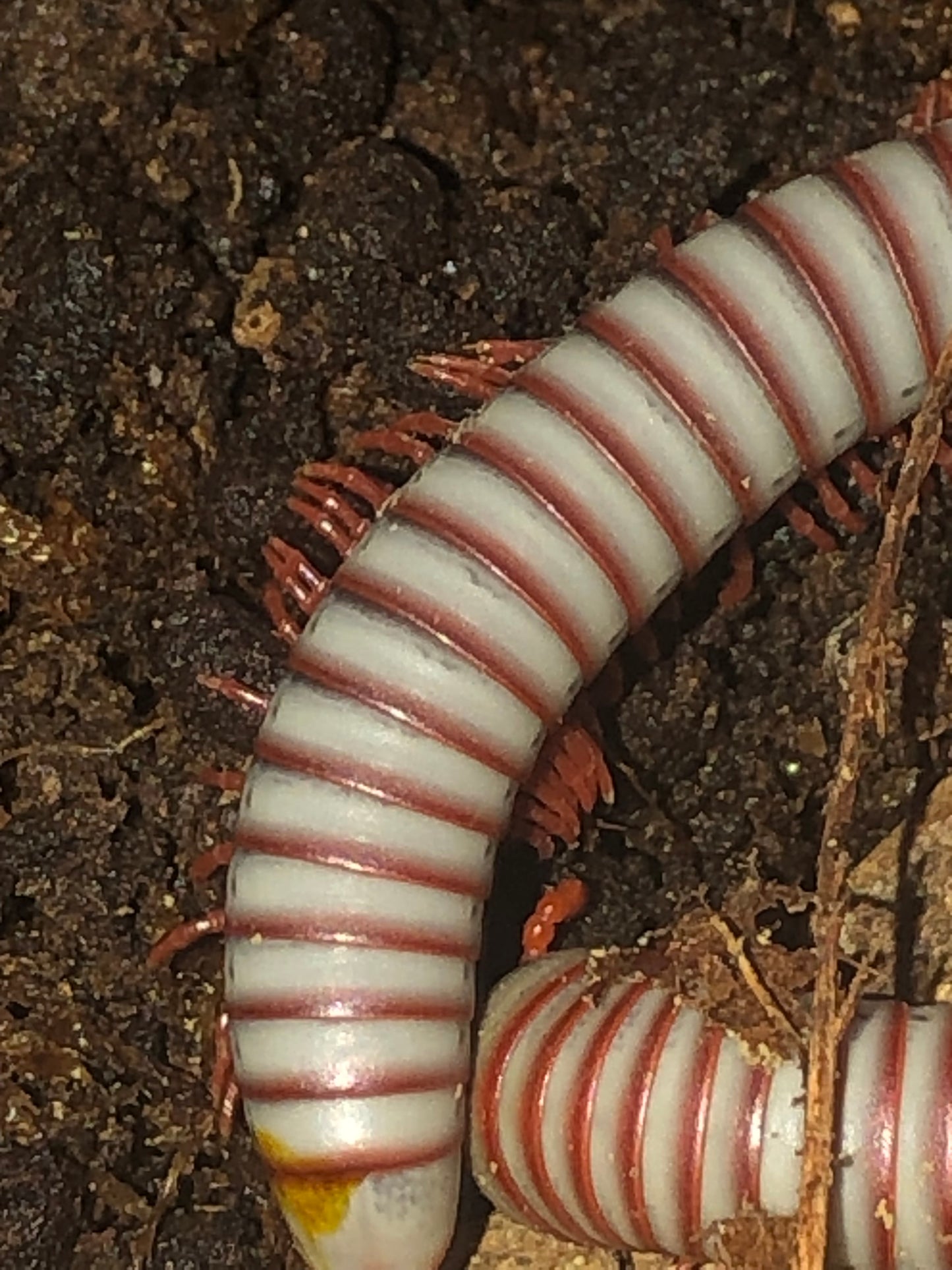 Tonkinbolus caudulanis