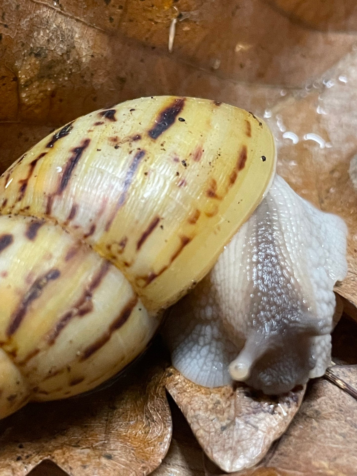 Lissachatina Ireadelei classique