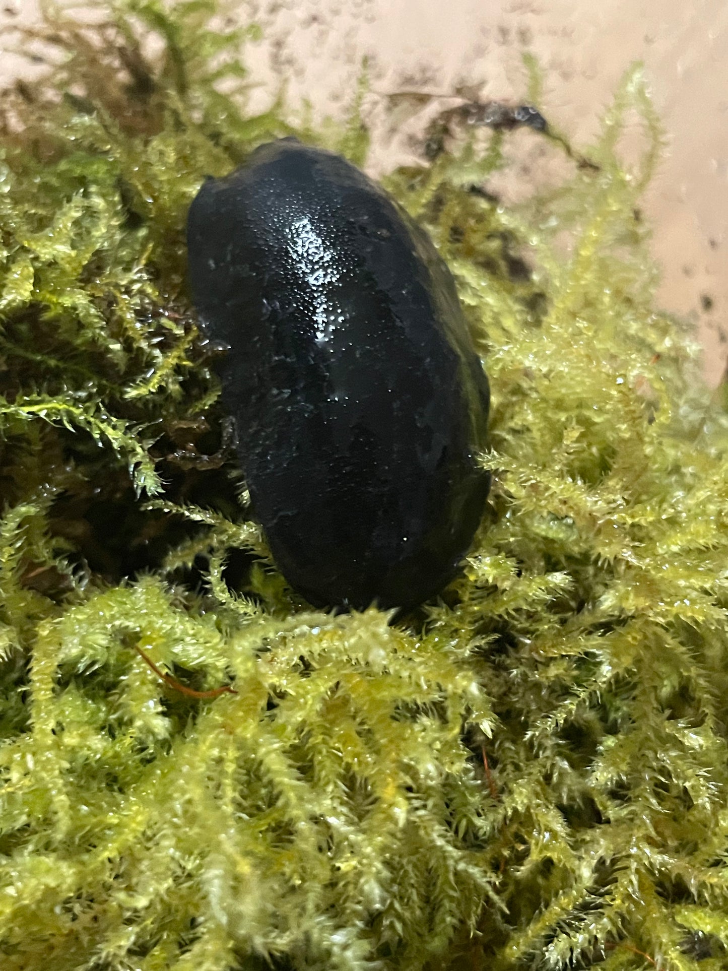 Laevicaulis sp Ghana black