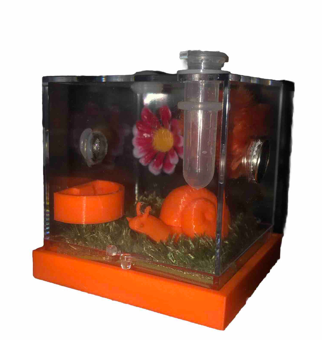 enclos ou boite d'élevage pour phidippus régius " LoLa"