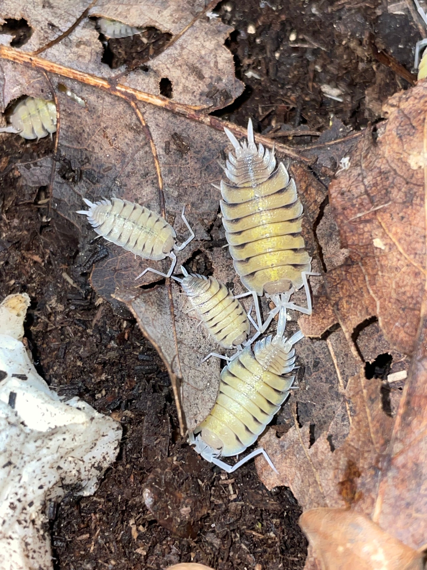 Porcellio Bolivari