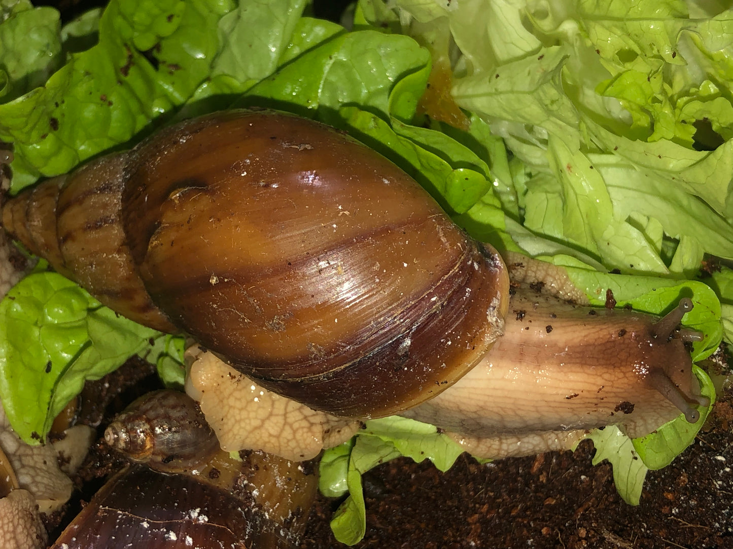 Lissachatina Immaculata Panthera
