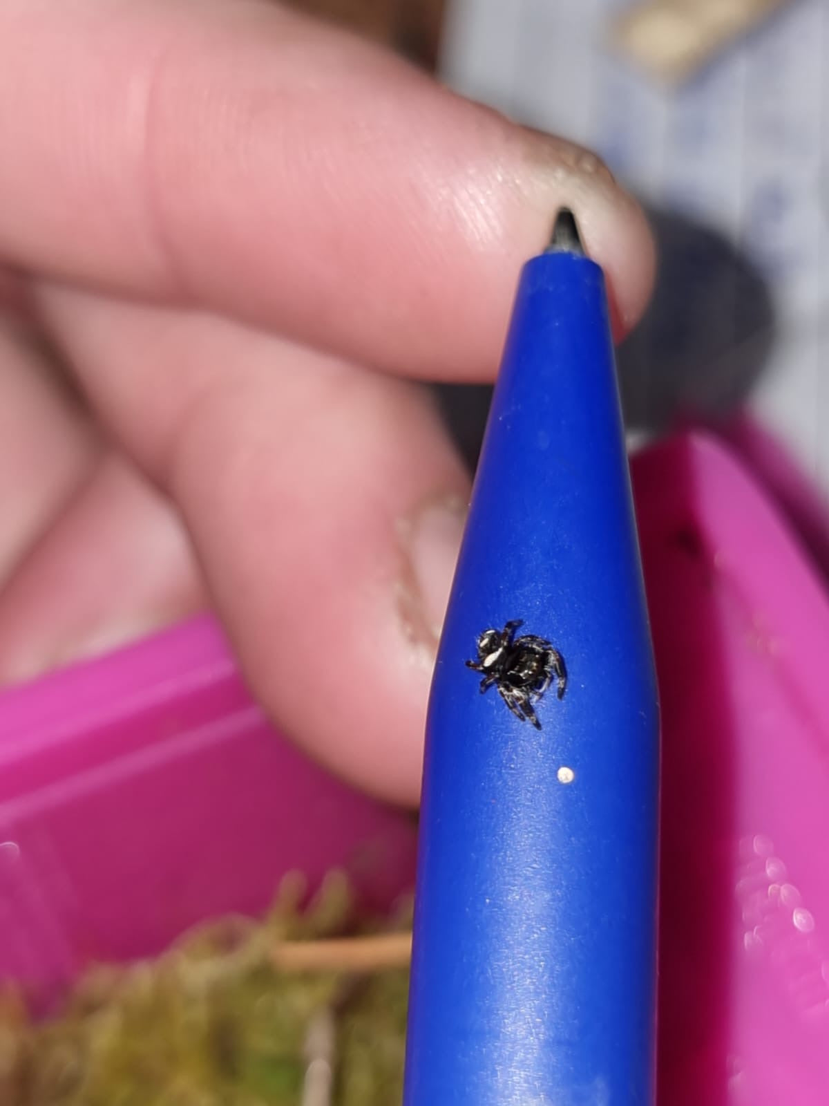 Phidippus regius "florida" jumping spider