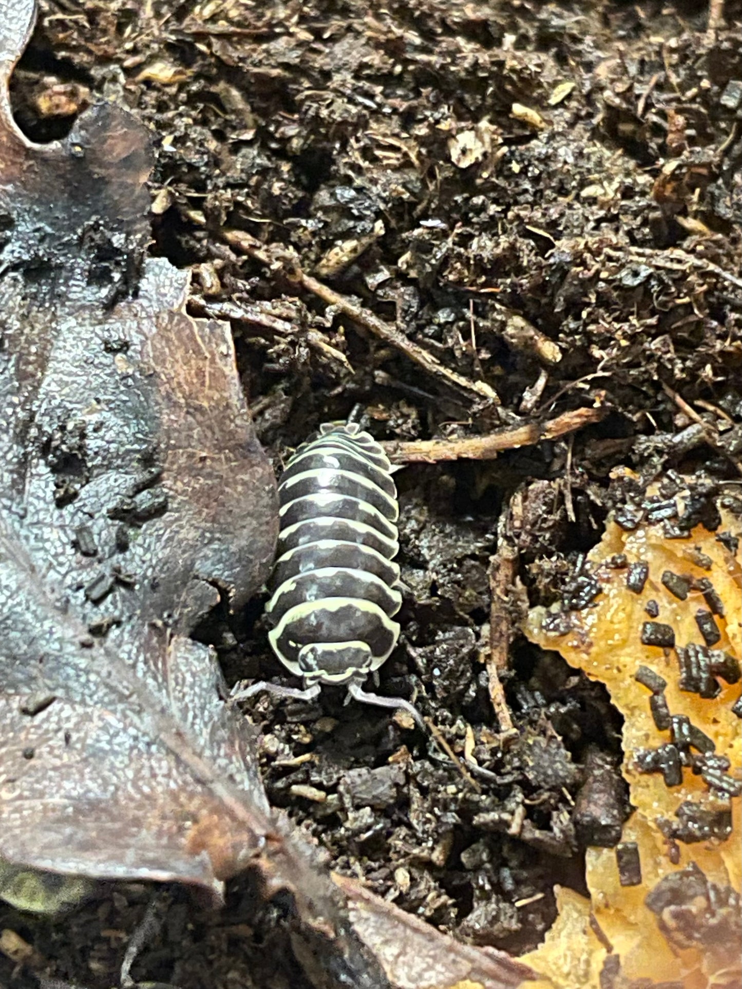 Armadilium Maculatum zébré yellow