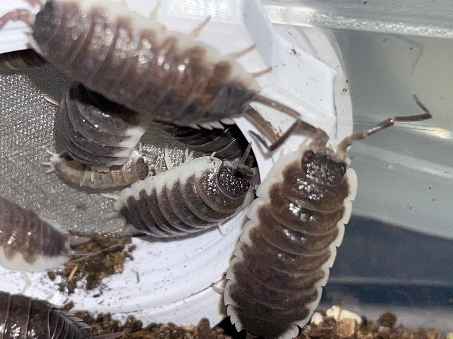 Porcellio Hoffmanseggi