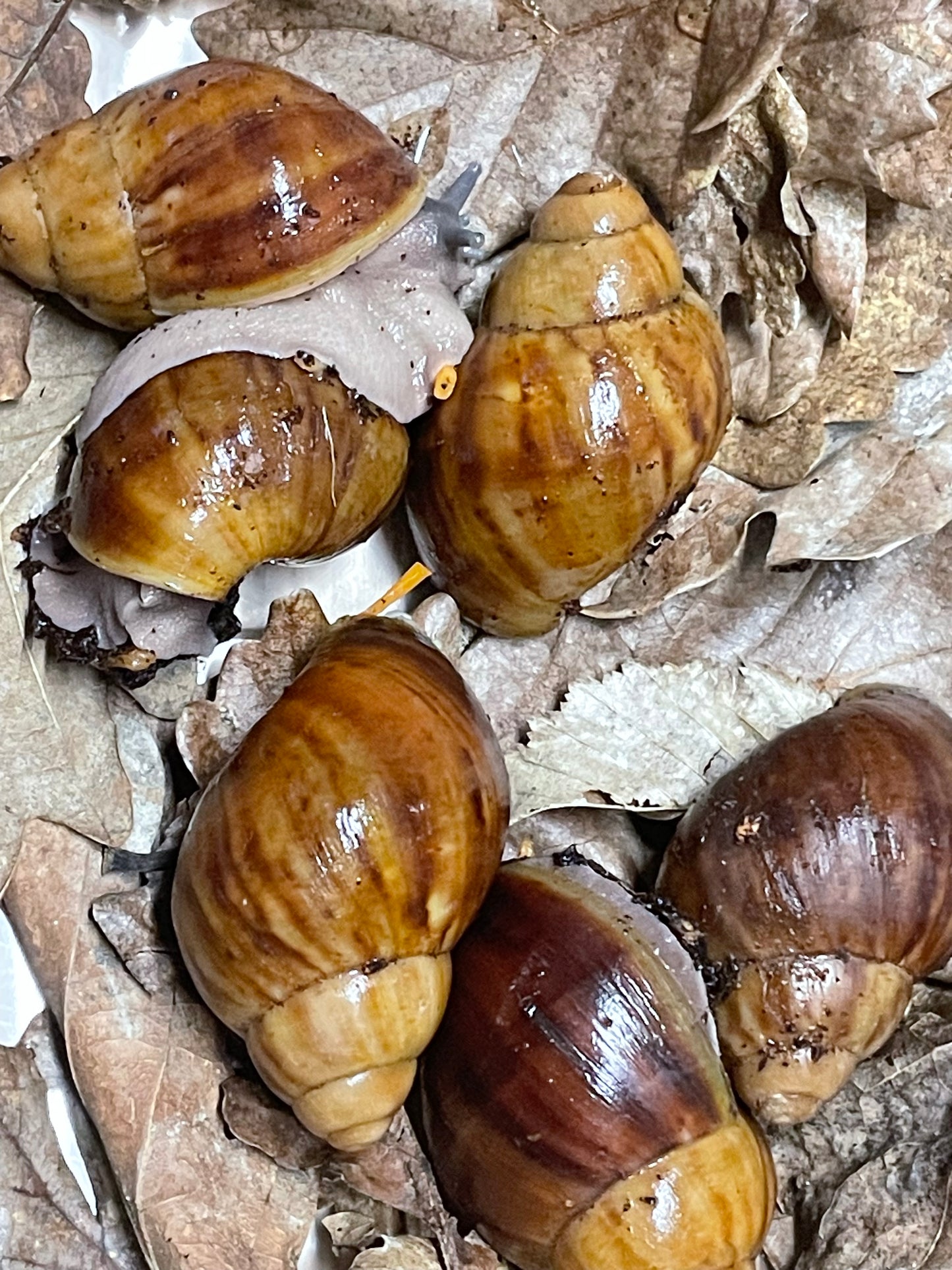Archachatina marginata SP f1