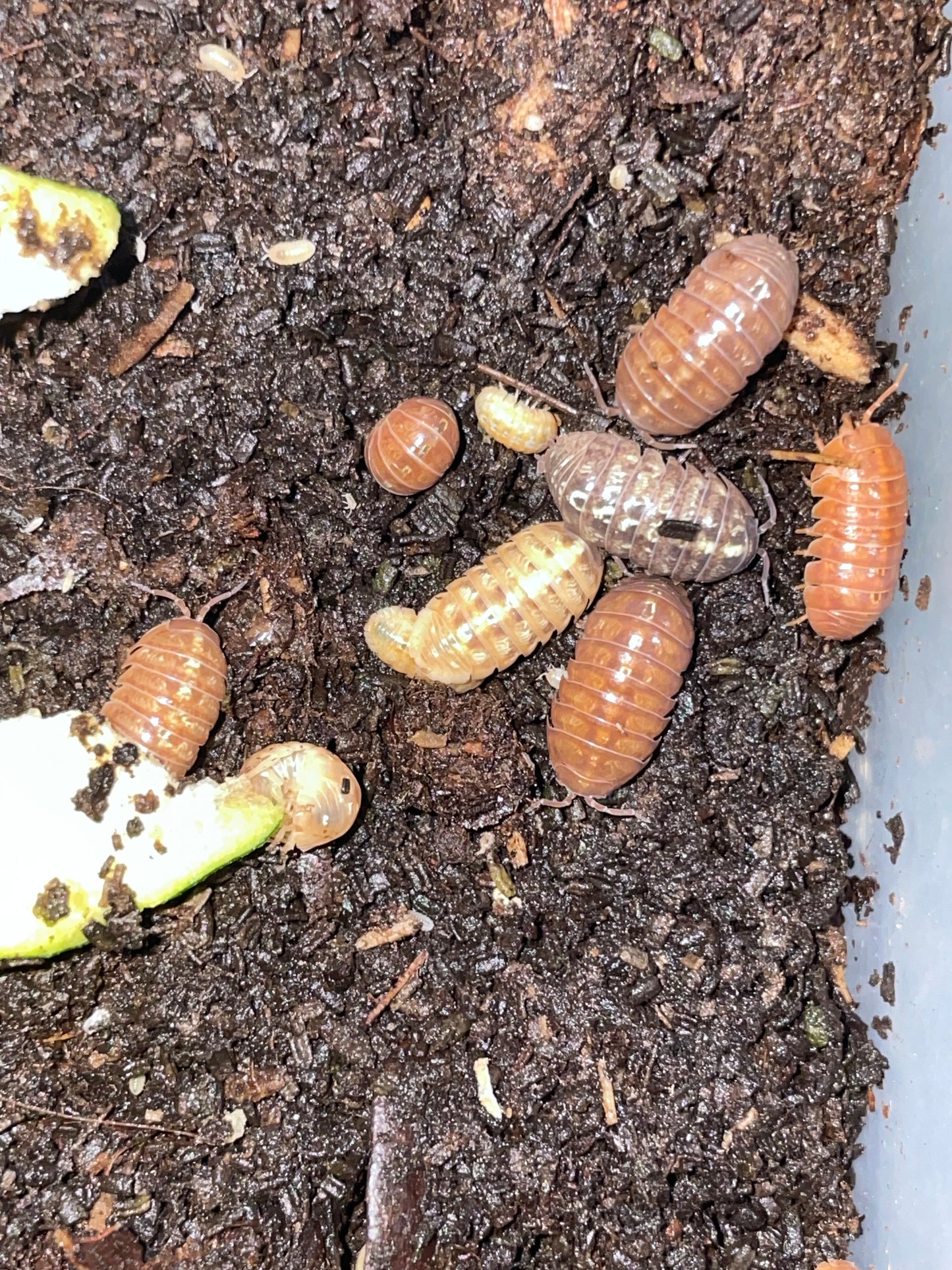 Armadillium Vulgare "Santa Lucia"