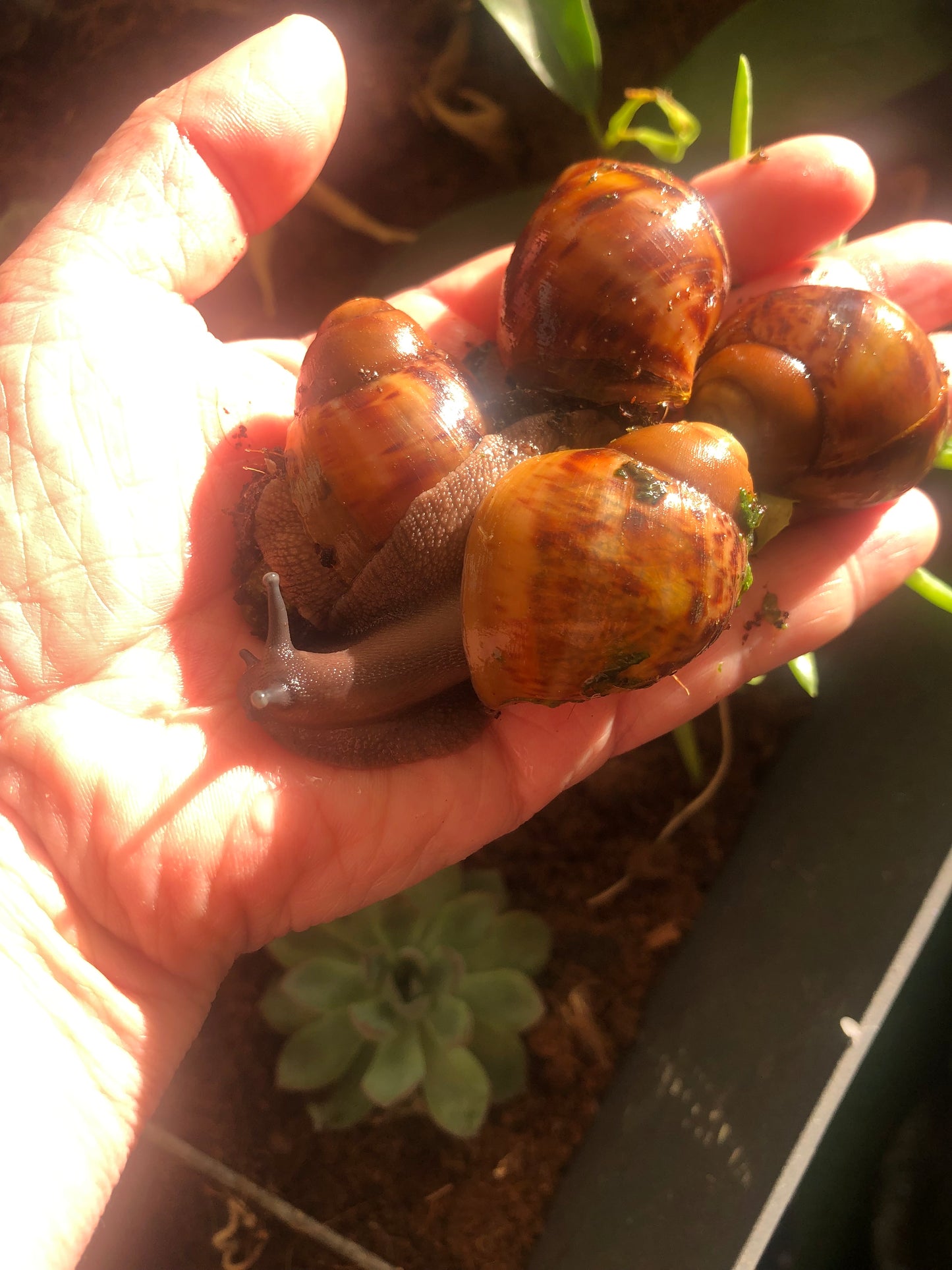 Archachatina Marginata Ovum pied foncé