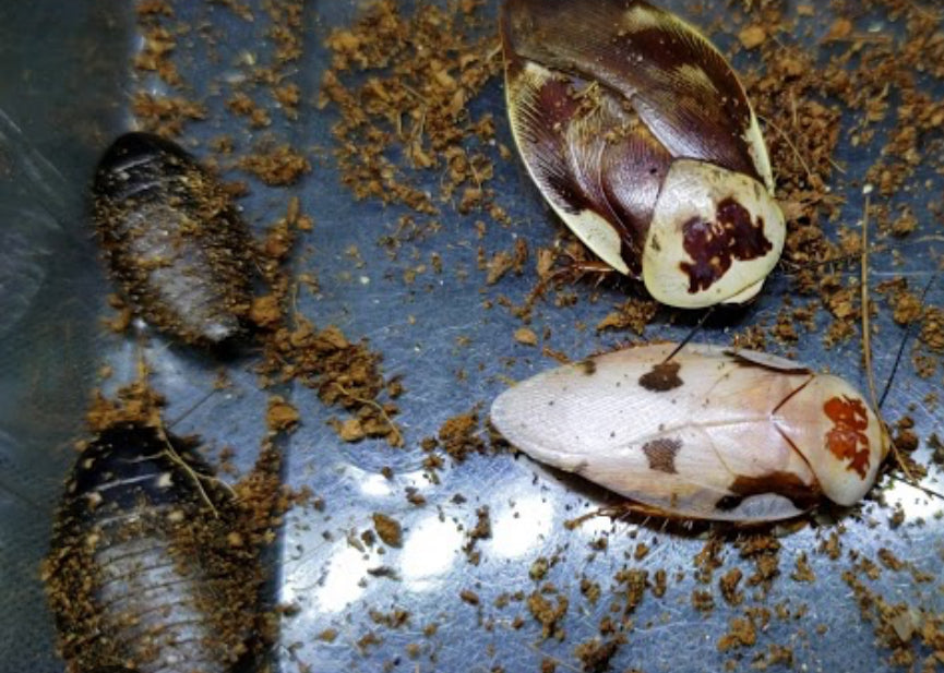 Gyna centurio "Gambia"