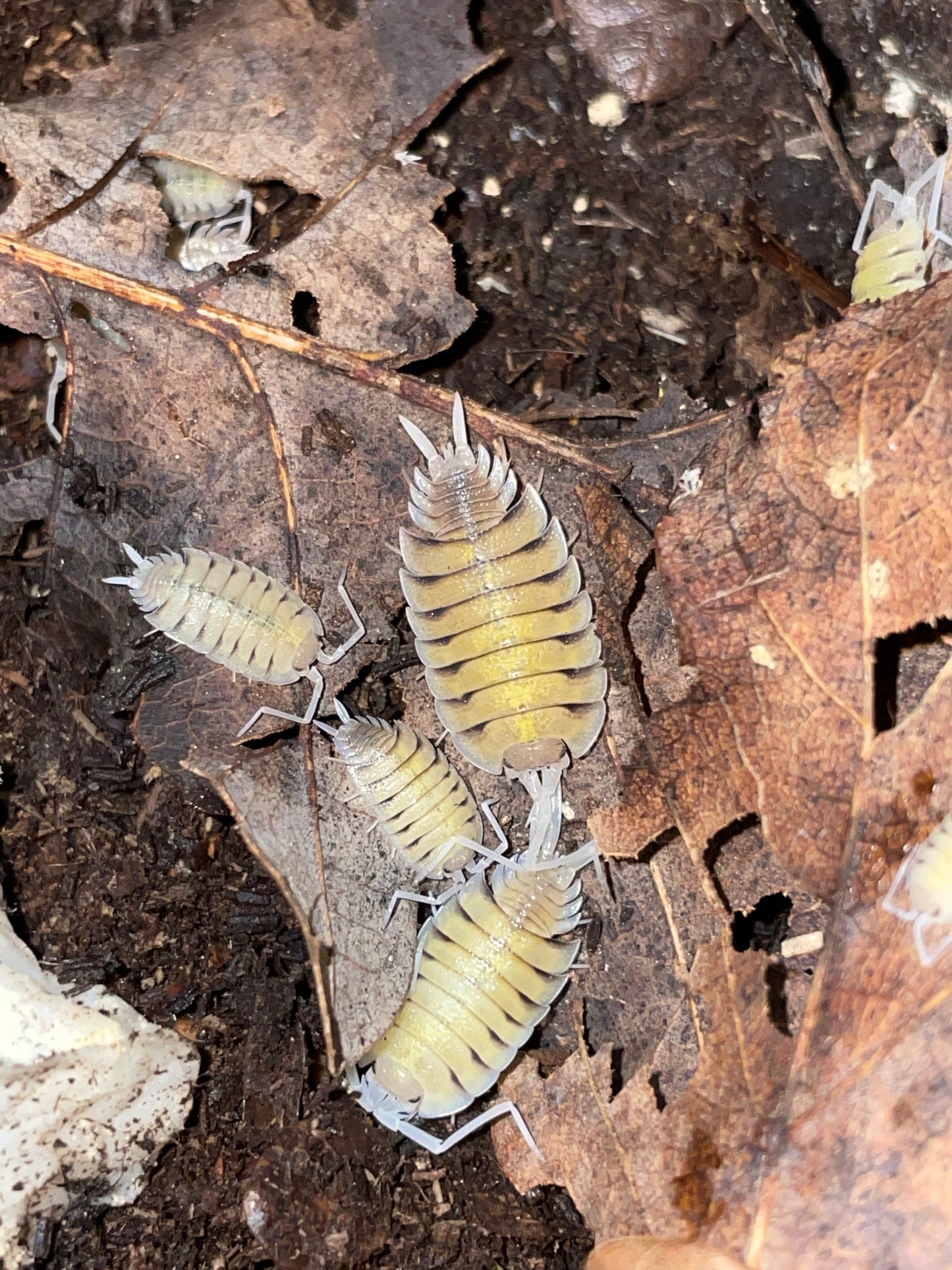 Porcellio Bolivari