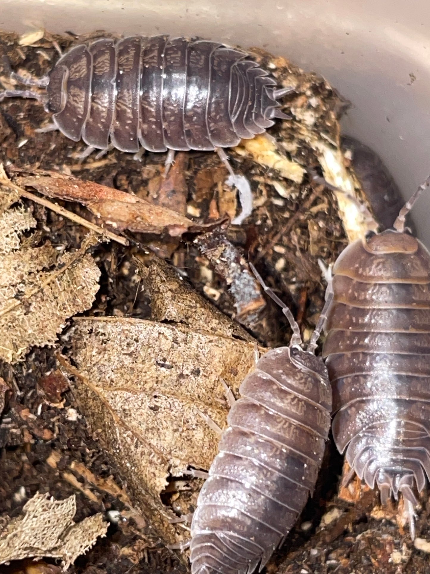 Porcellio Laevis Oropesa