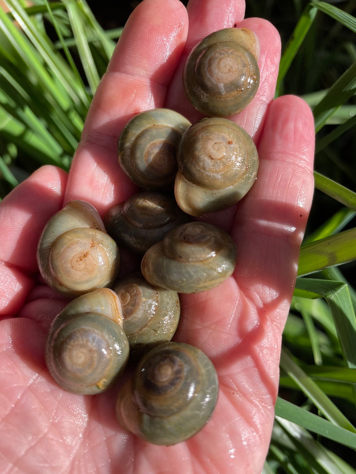 Pleurodonte Isabella blue barbados