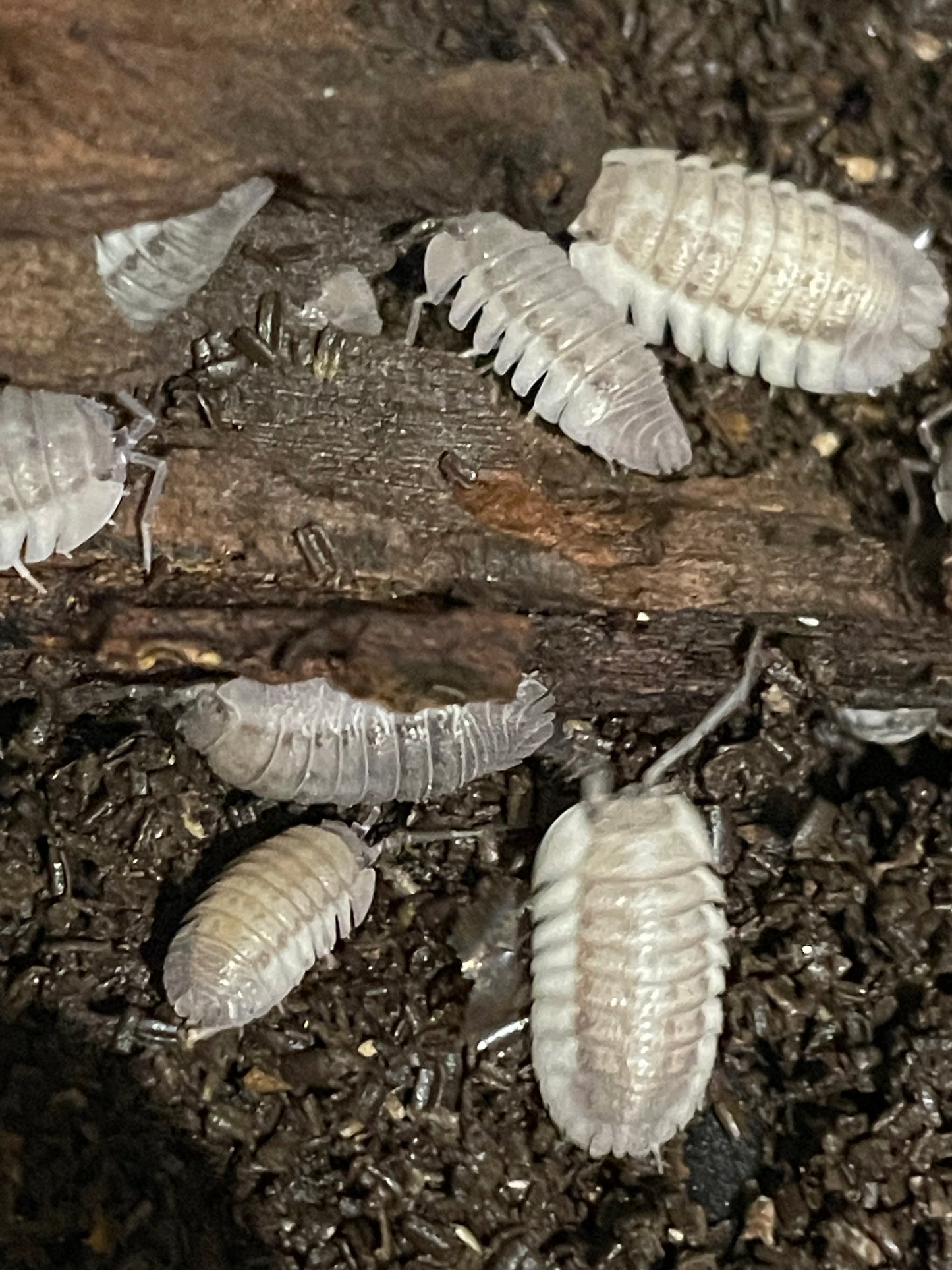 Armadillidium Peraccae