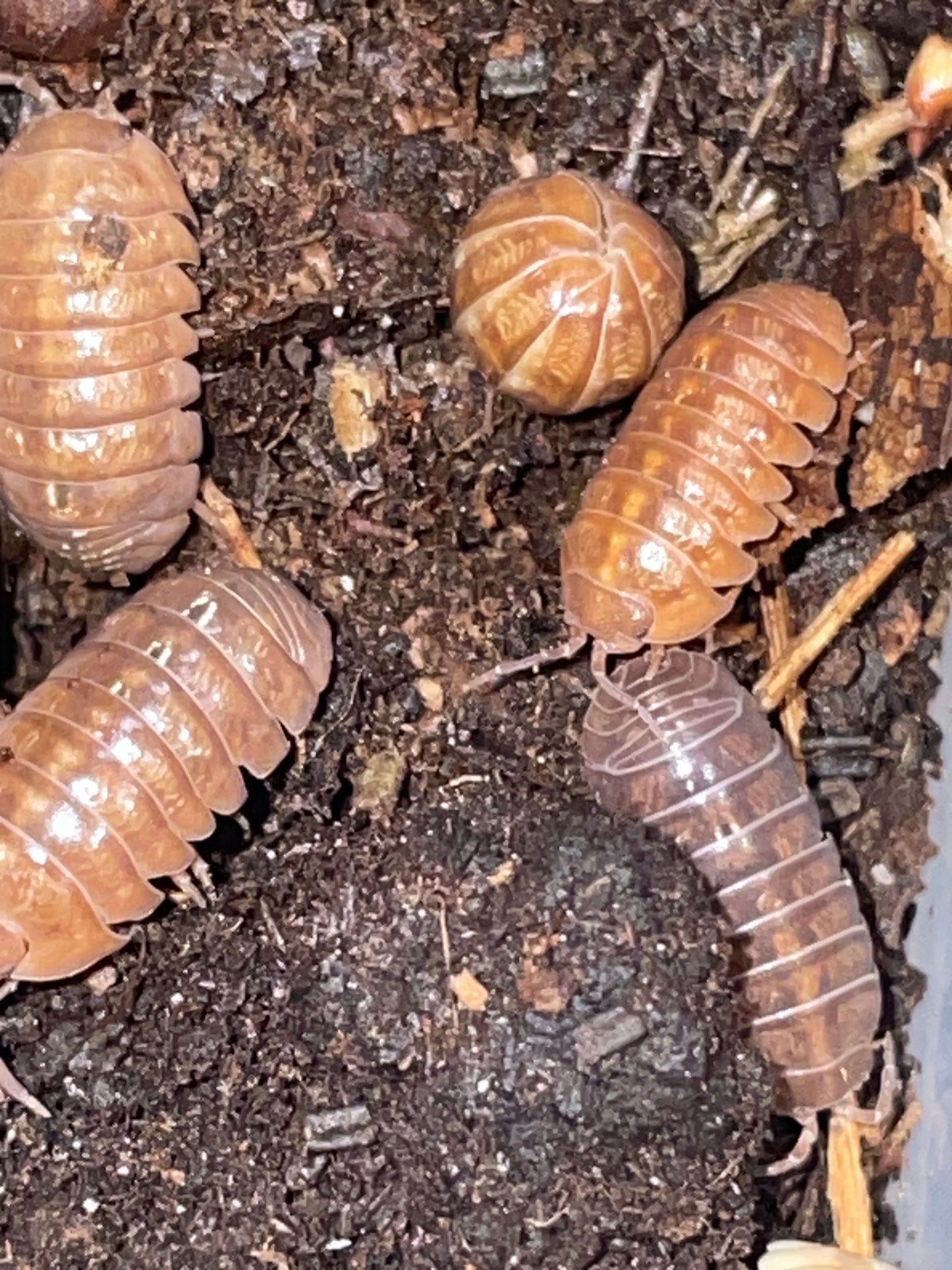 Armadillium Vulgare "Santa Lucia"
