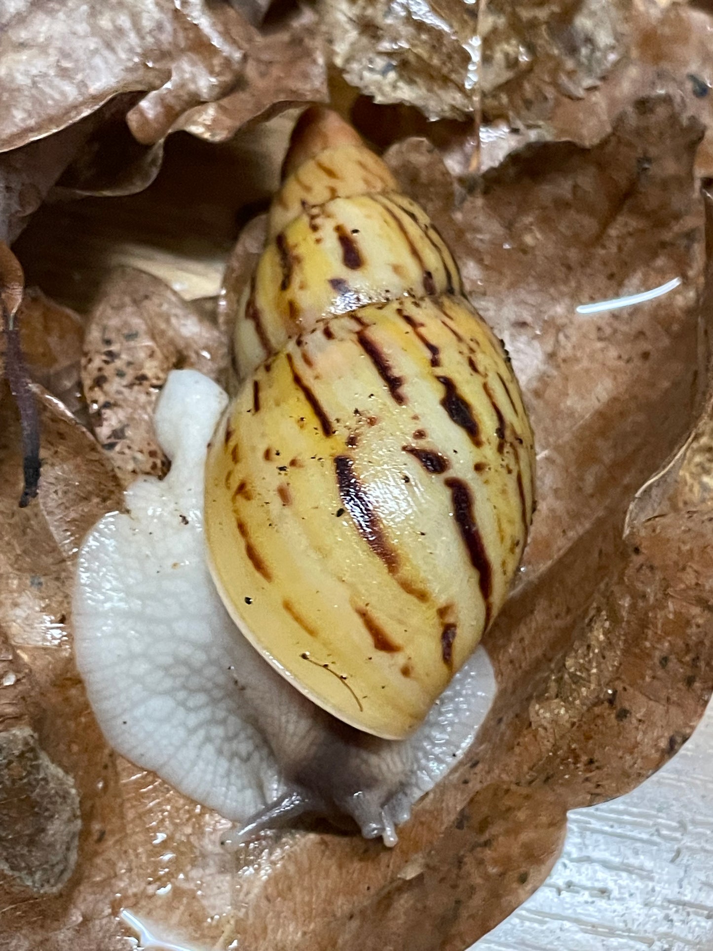 lissachatina ireadelei classique