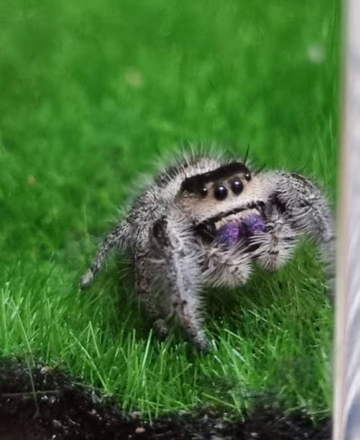 Phidippus regius "floride "