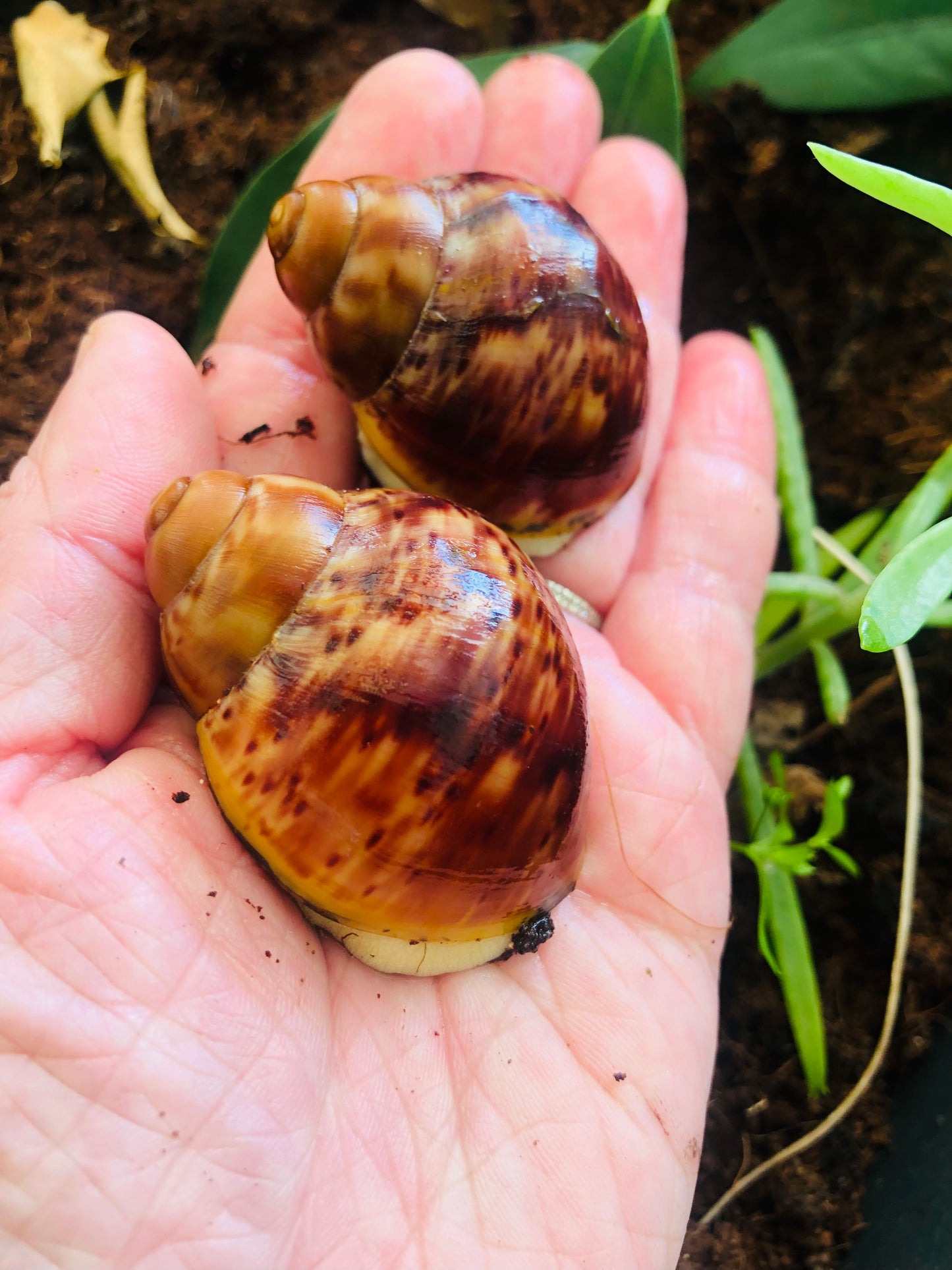 Archachatina Puylaerty albinos