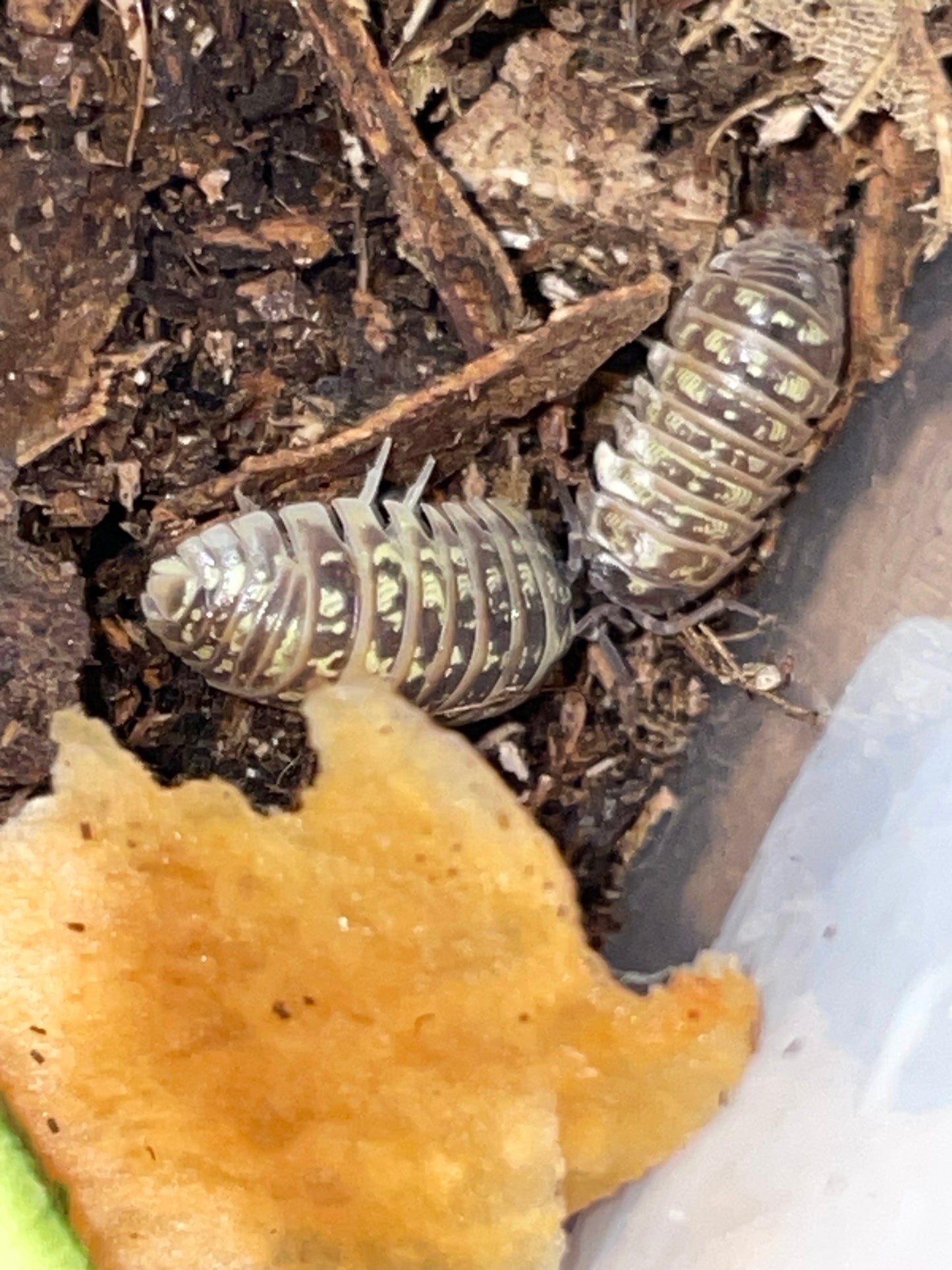 Armadilidium Versicolor slovenia