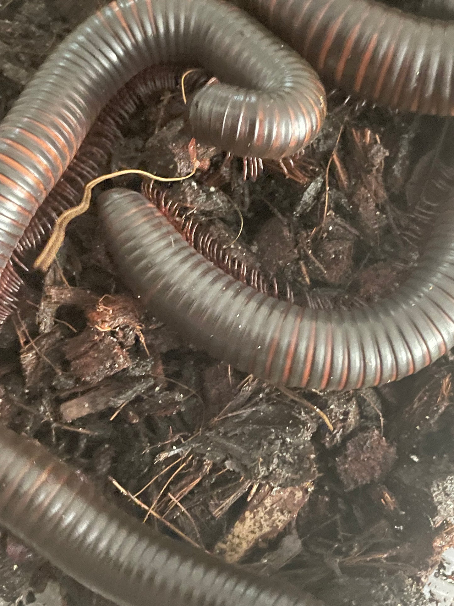 Iule archispirosteptus gigas