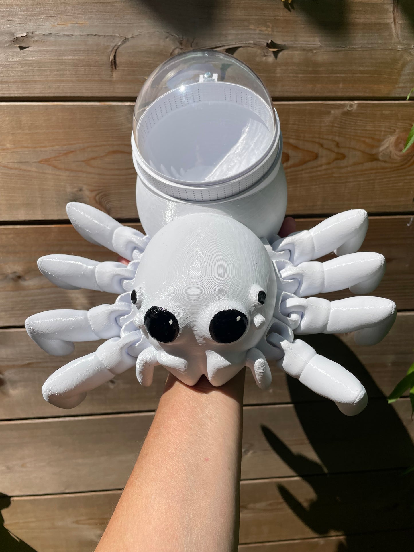 terrarium pour araignée sauteuse