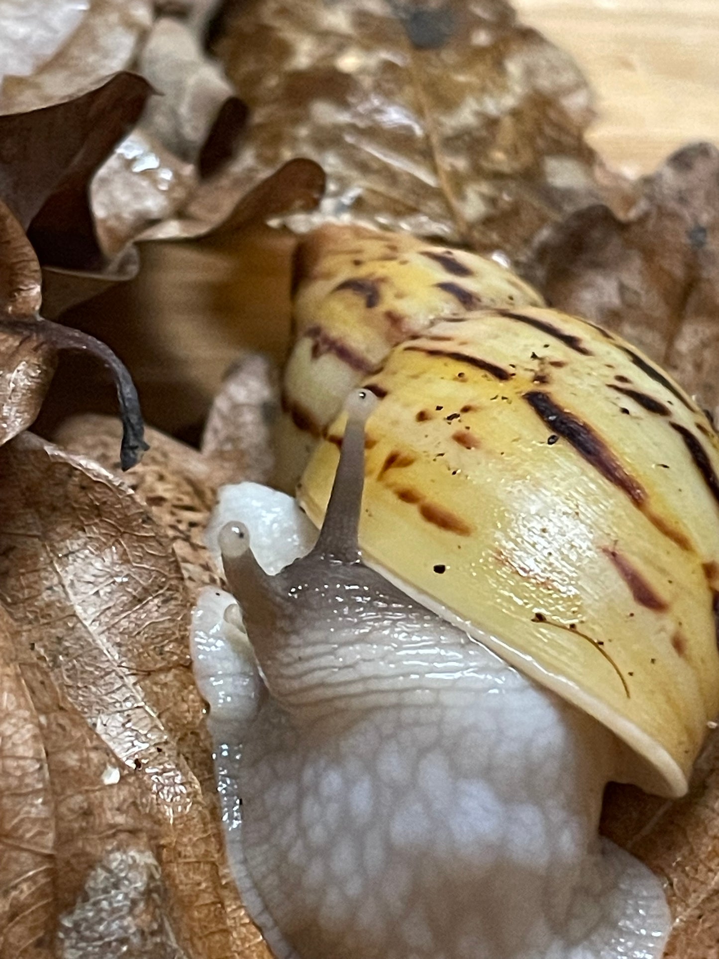 lissachatina ireadelei classique