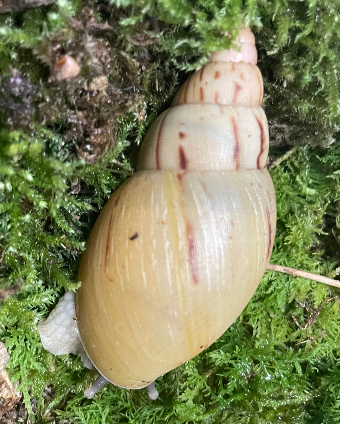 Lissachatina Ireadelei light