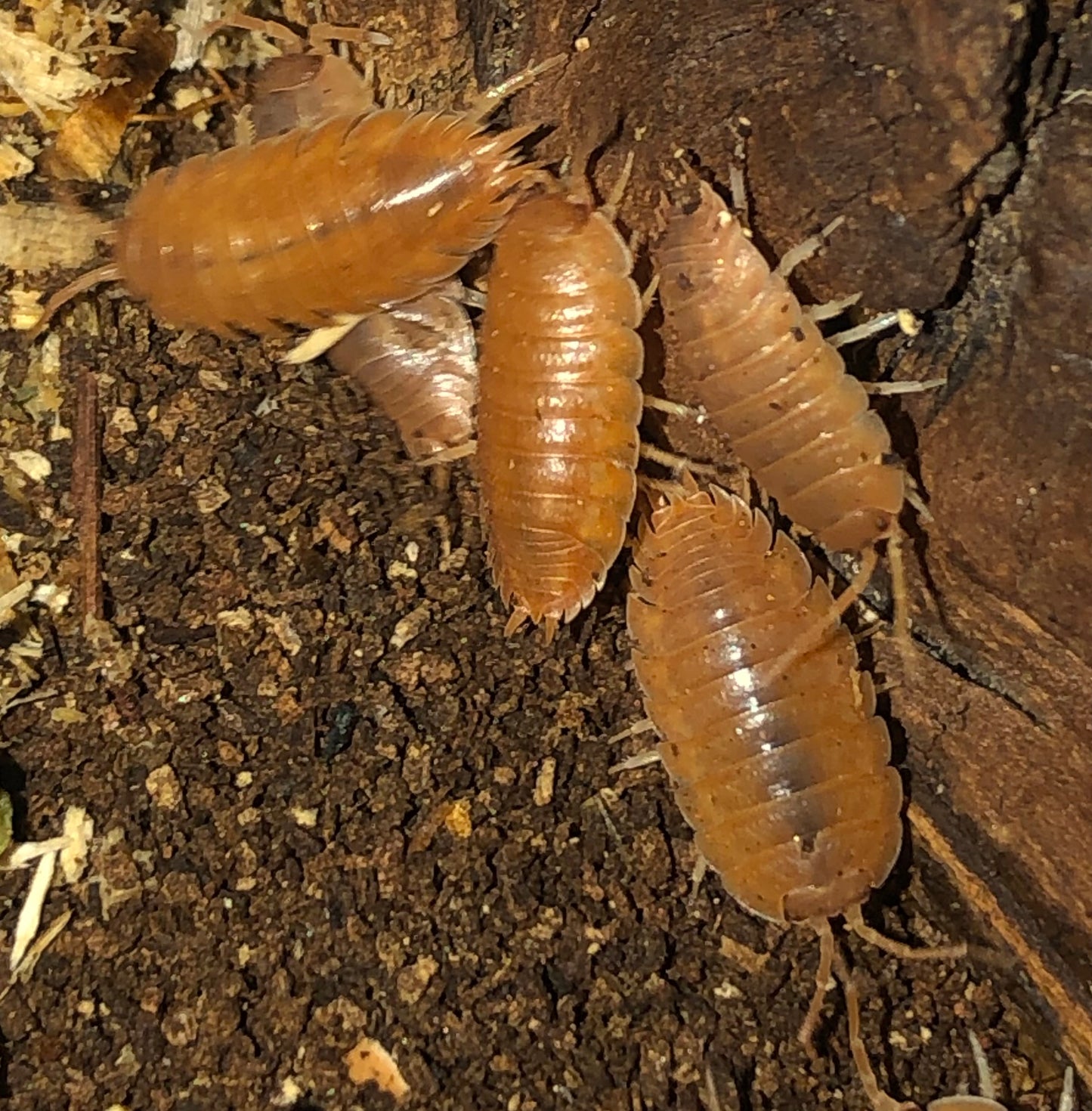 Porcellio leavis "orange"