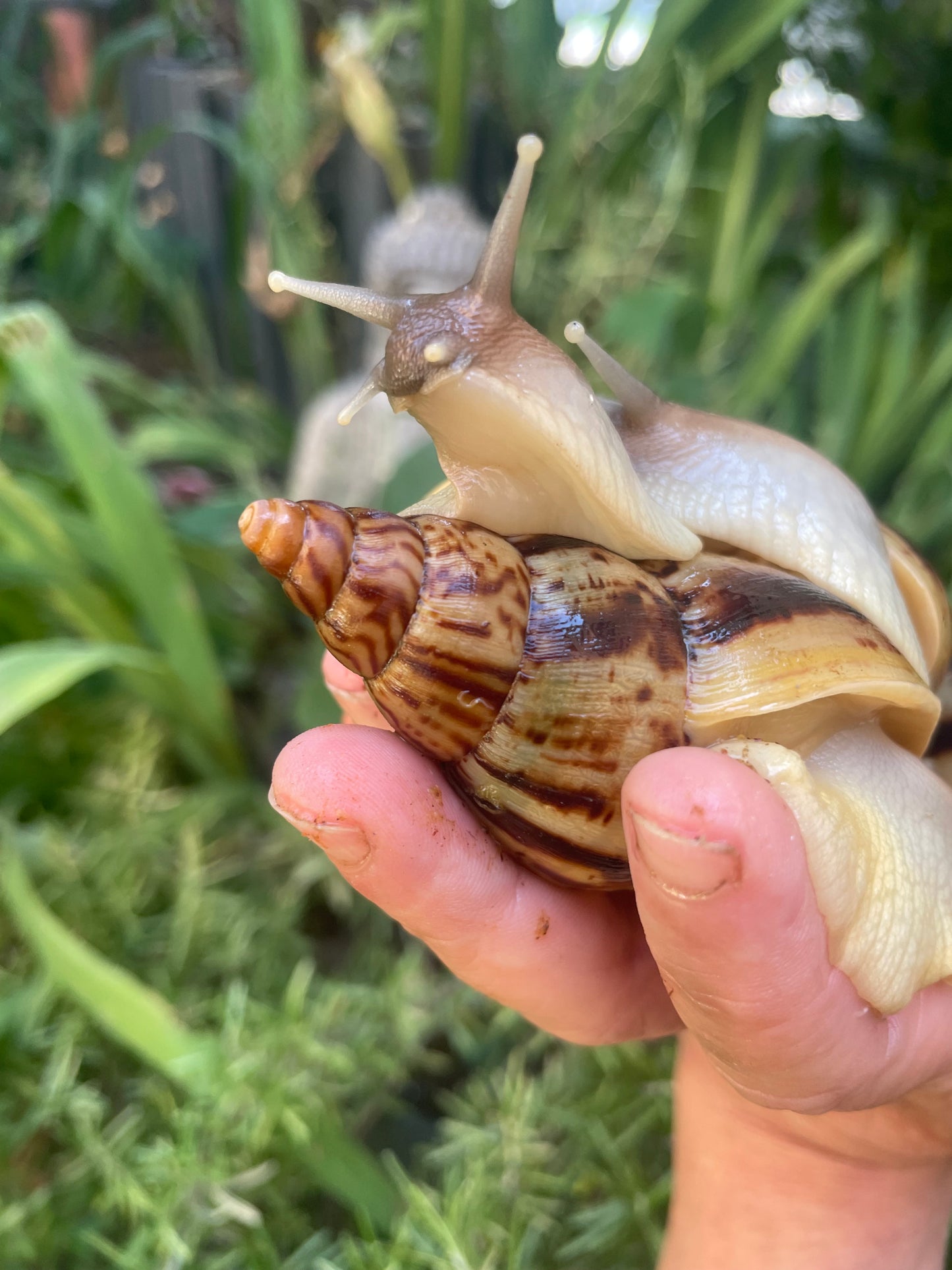 lissachatina Reticulata black head