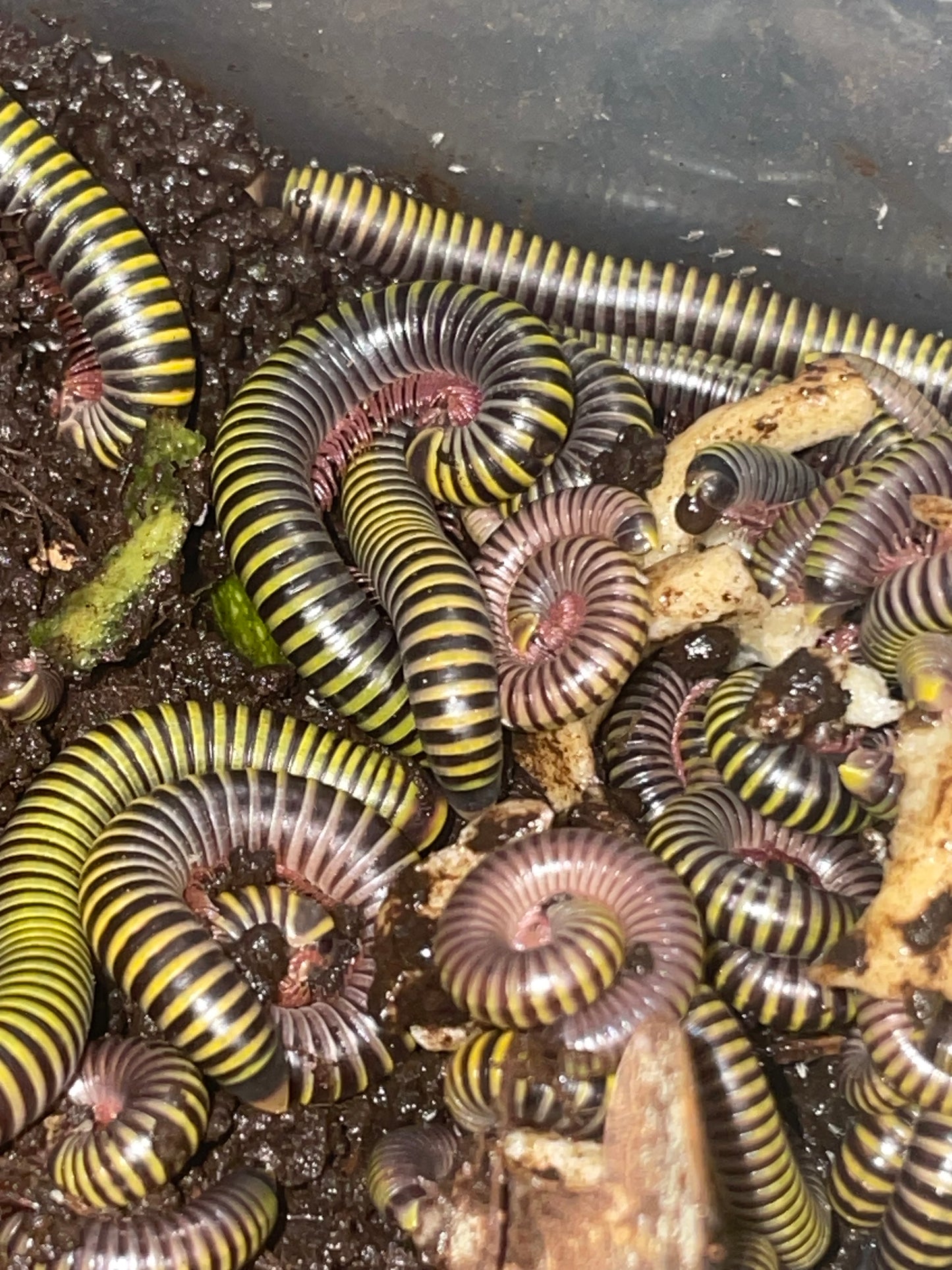 Anadenobolus Morilicornis