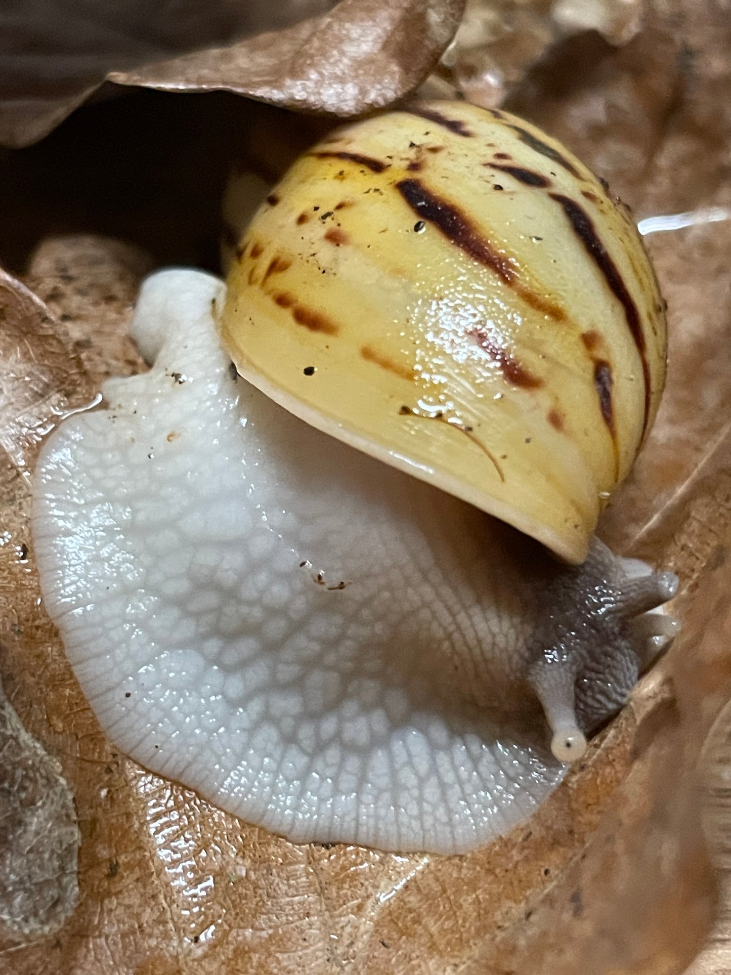 Lissachatina Ireadelei classique