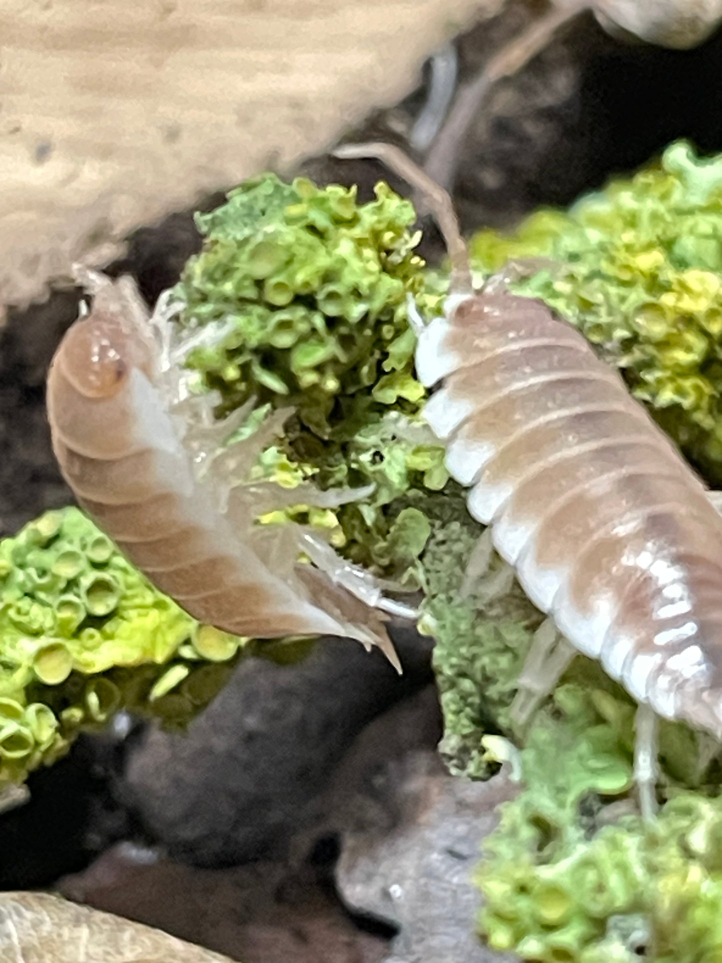 Porcellio Hoffmanseggi sevilla caramel