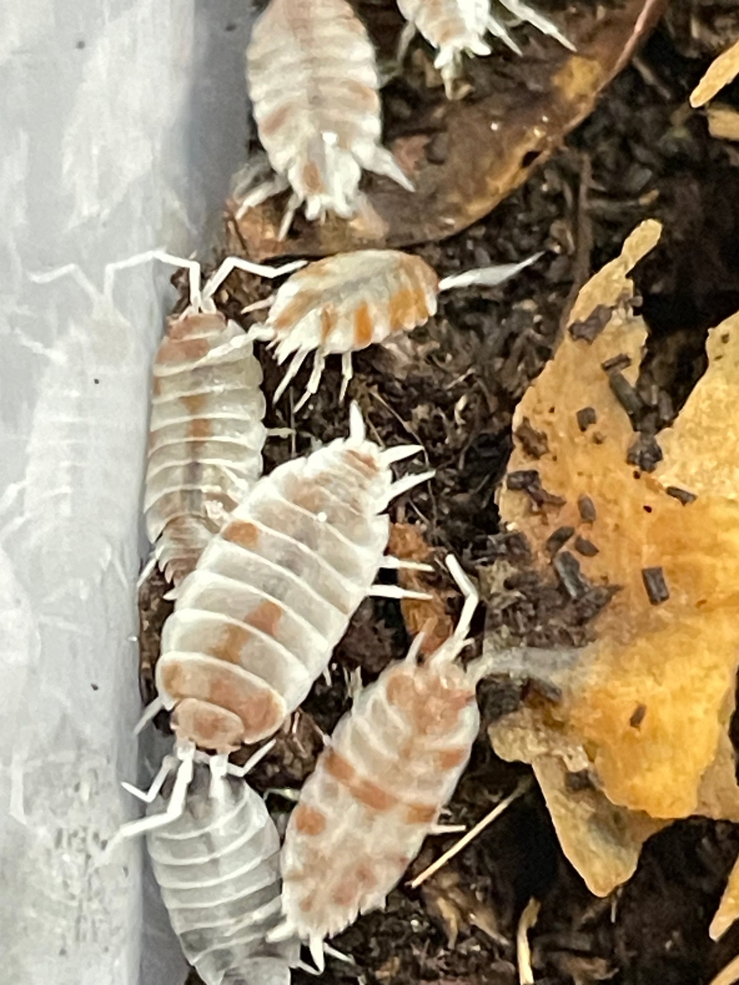 Porcillionide Pruinosus orange "koi"