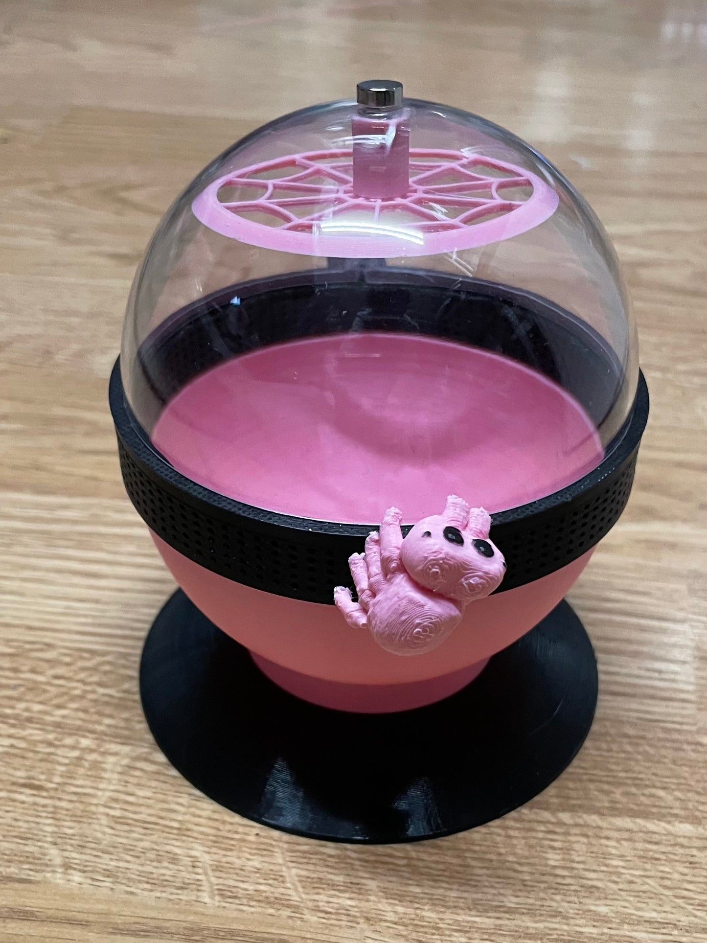 terrarium pour araignée phidippus régius forme boule