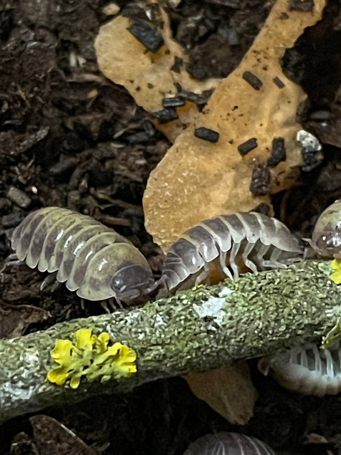 Armadilidium Badium Casteldaccia