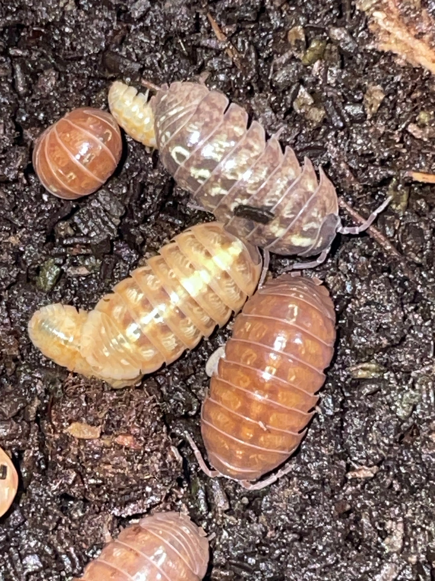 Armadillium Vulgare "Santa Lucia"