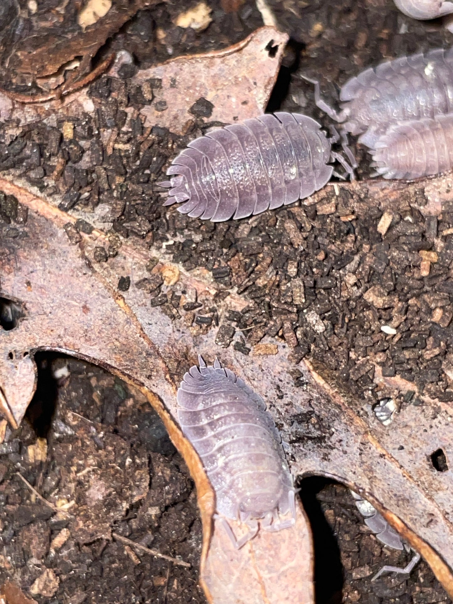 Porcellio Spatulatus