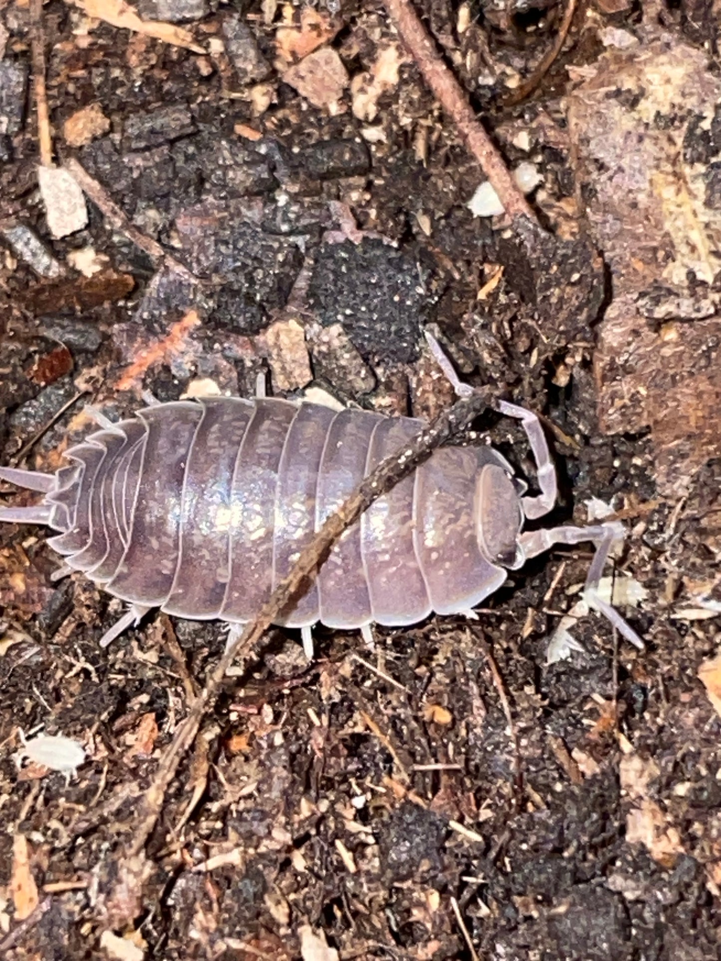 Porcellio Laevis Oropesa