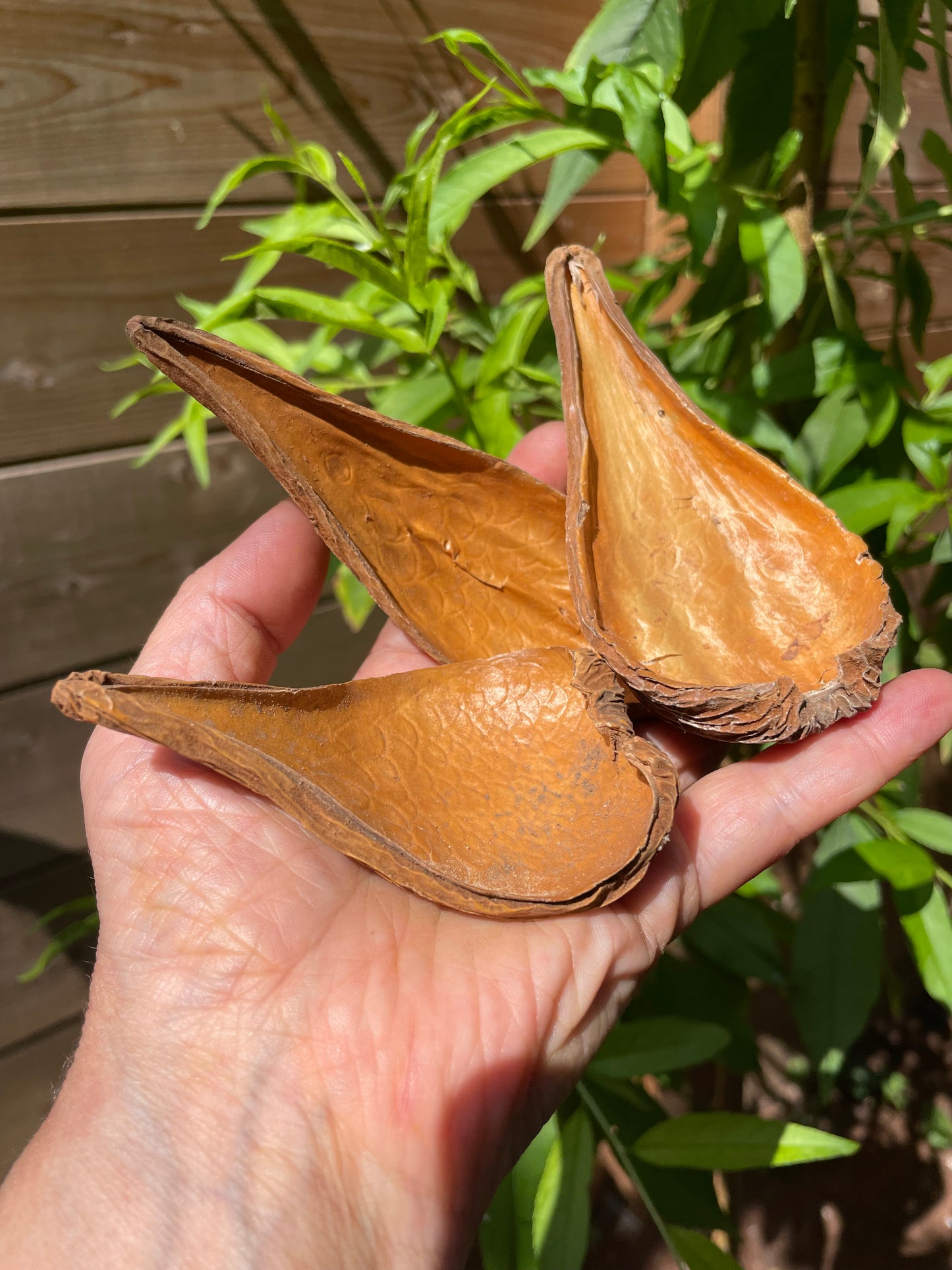 graine capsule de Pradeep