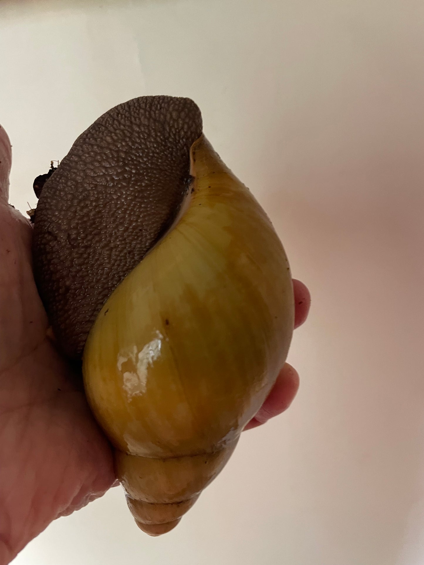 Archachatina marginata Ovum Albina Shell pied foncé