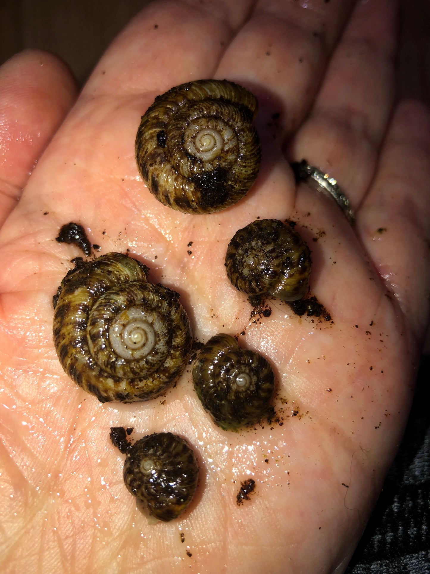 Aguispira Strongyloide nord-est des États Unis