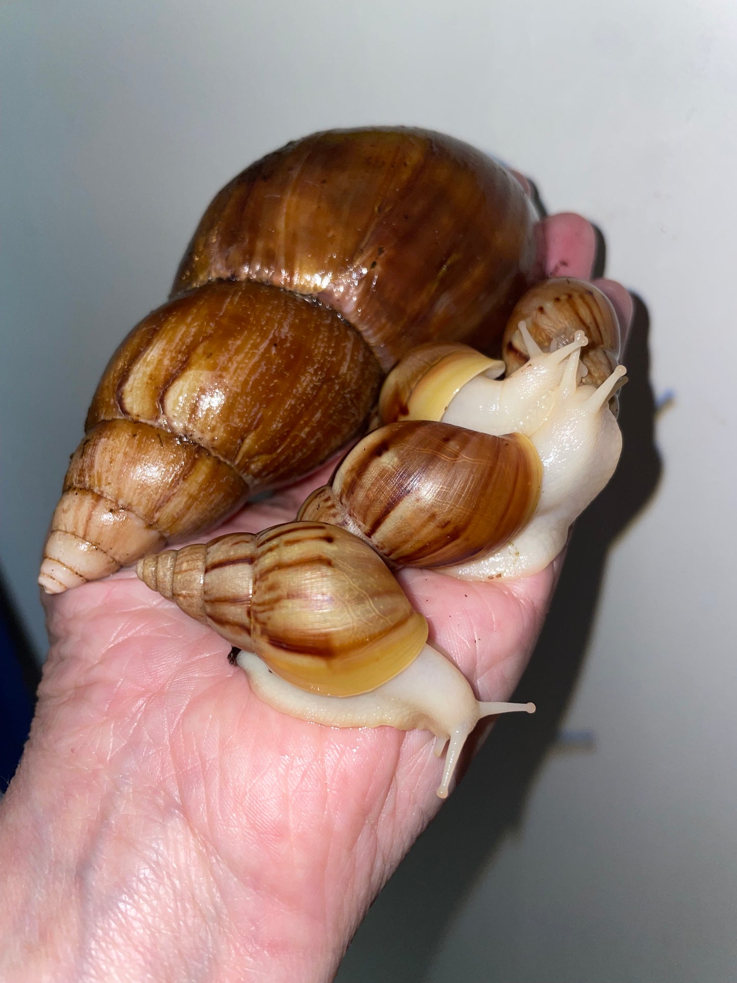 Lissachatina fulica white jade coquille clair