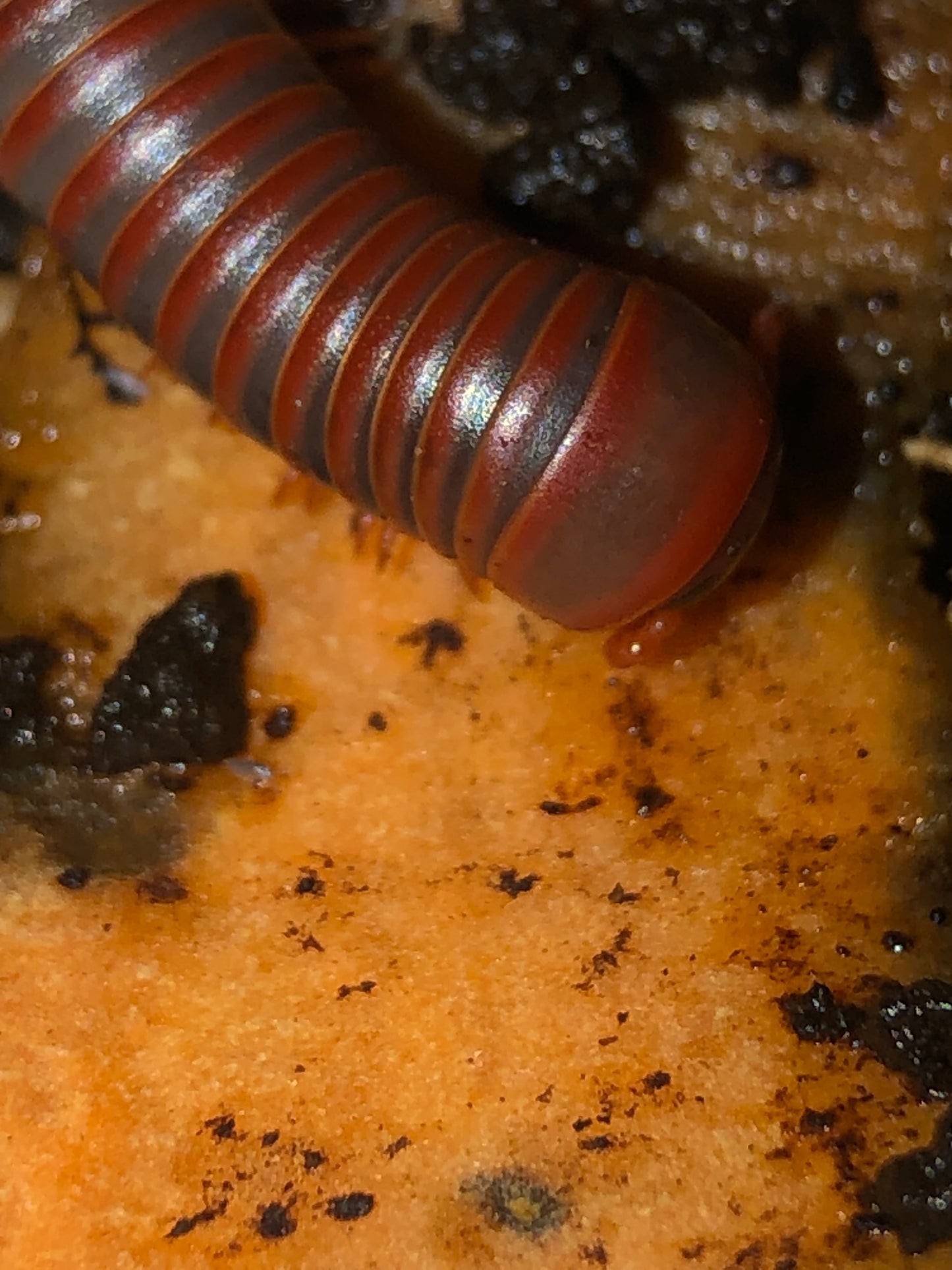 Spirotreptus SP Tanzanie