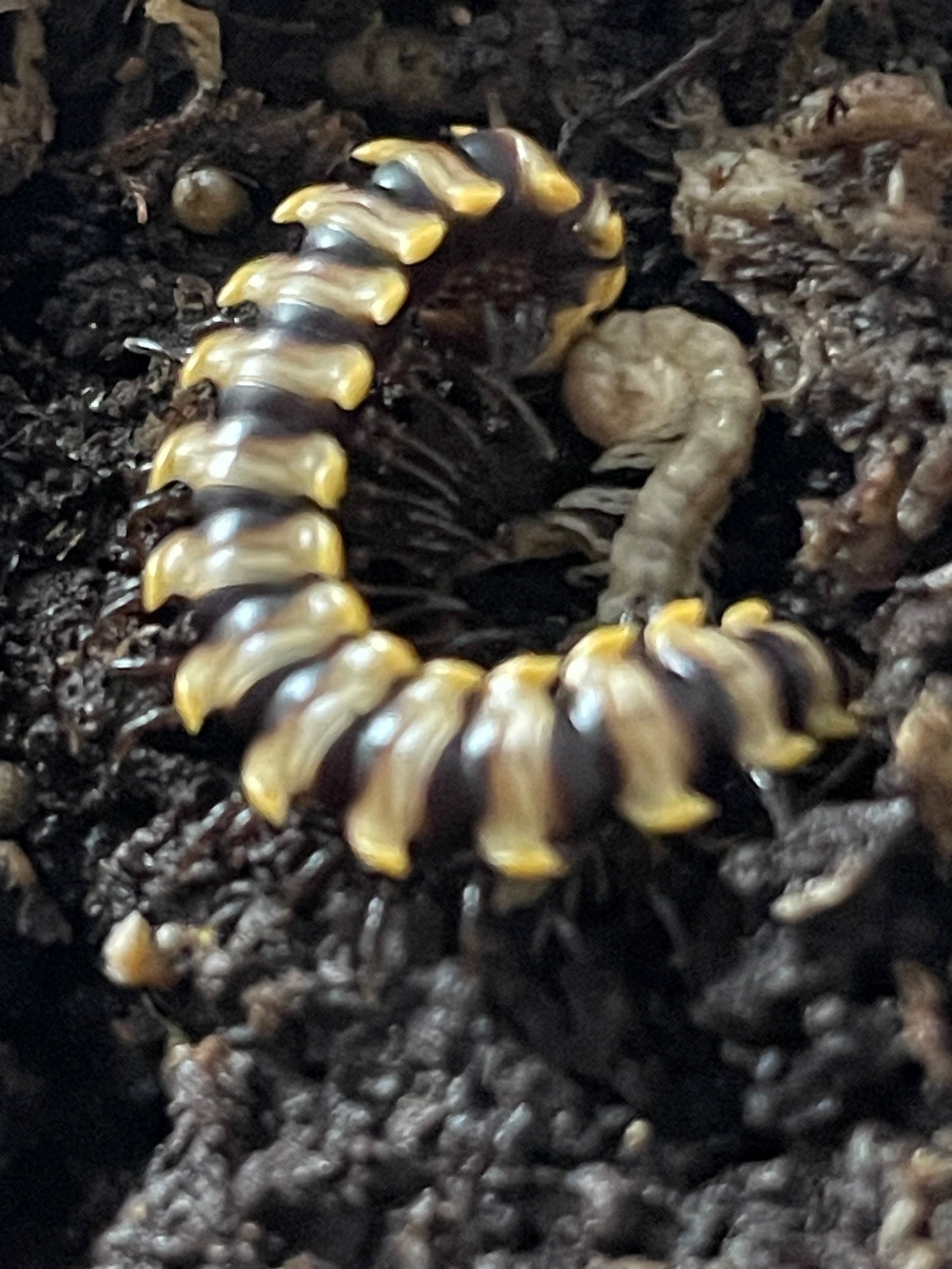 Orthomorpha subkarschi